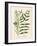 Botanica Indicum-The Vintage Collection-Framed Giclee Print