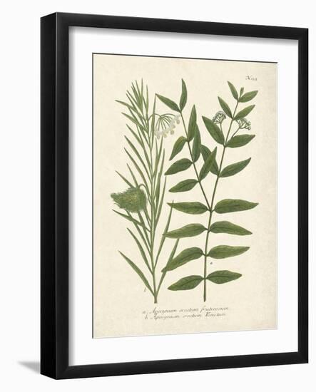 Botanica Indicum-The Vintage Collection-Framed Giclee Print