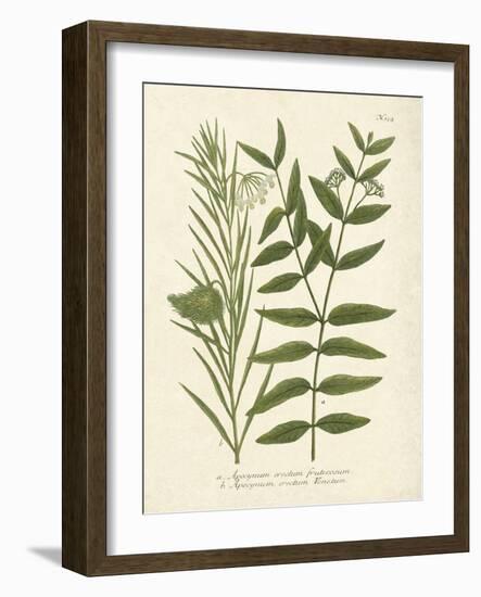 Botanica Indicum-The Vintage Collection-Framed Art Print