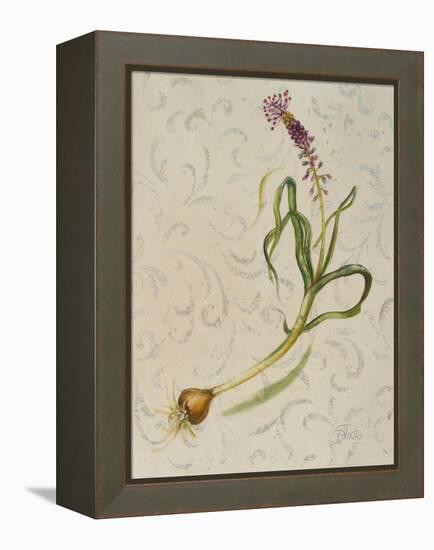 Botanica IV-Patricia Pinto-Framed Stretched Canvas