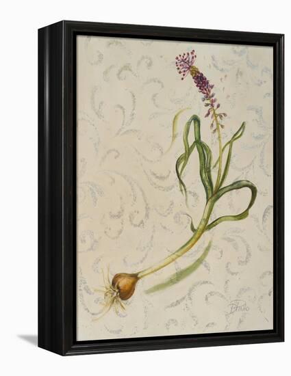 Botanica IV-Patricia Pinto-Framed Stretched Canvas