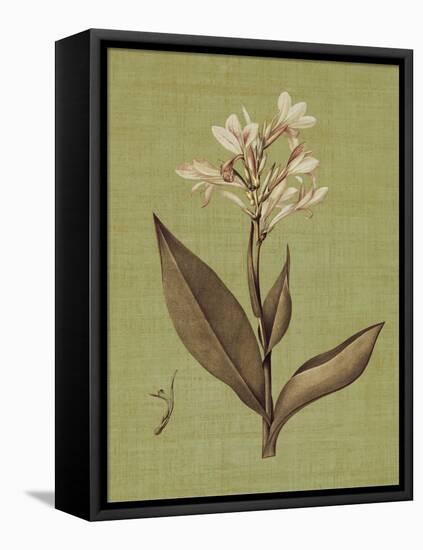 Botanica Verde II-John Seba-Framed Stretched Canvas