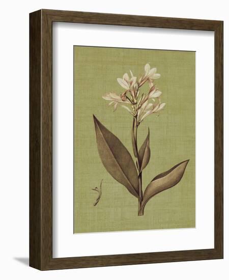 Botanica Verde II-John Seba-Framed Premium Giclee Print