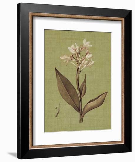 Botanica Verde II-John Seba-Framed Premium Giclee Print