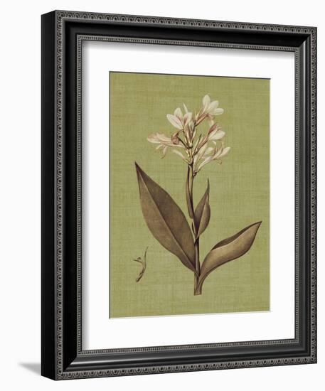 Botanica Verde II-John Seba-Framed Premium Giclee Print