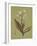 Botanica Verde II-John Seba-Framed Art Print