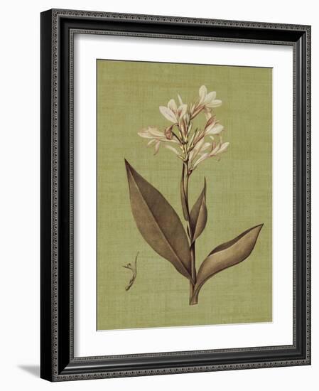 Botanica Verde II-John Seba-Framed Art Print