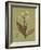 Botanica Verde II-John Seba-Framed Art Print