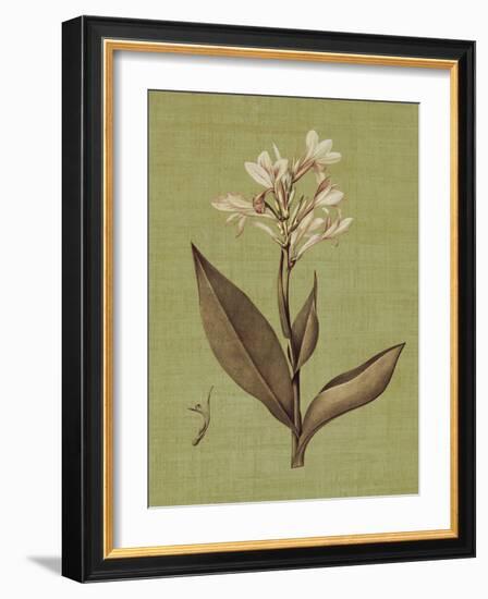 Botanica Verde II-John Seba-Framed Art Print