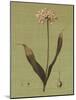 Botanica Verde III-John Seba-Mounted Art Print