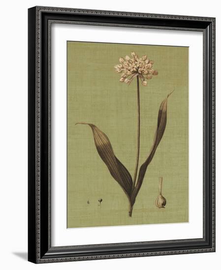Botanica Verde III-John Seba-Framed Art Print