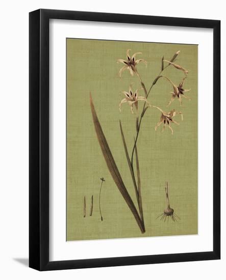 Botanica Verde IV-John Seba-Framed Art Print