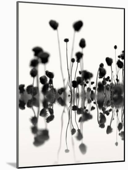 Botanical Abstract No. 4-Nicholas Bell-Mounted Art Print