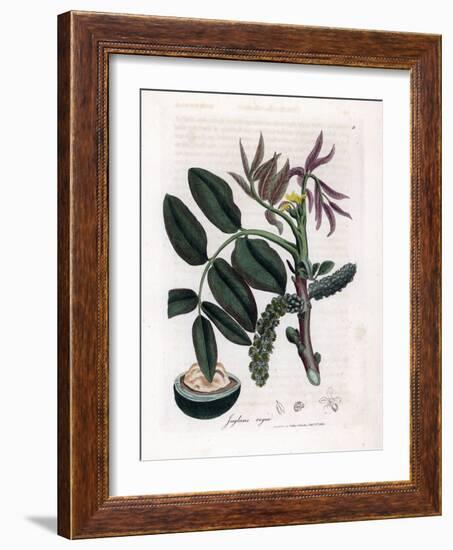 Botanical Board: Leaves, Plants and Walnut Fruit Leaves, Yellow Flower and Nut of the Common Walnut-James Sowerby-Framed Giclee Print