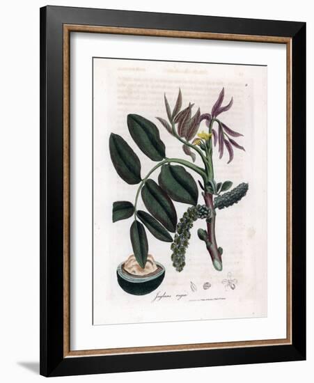 Botanical Board: Leaves, Plants and Walnut Fruit Leaves, Yellow Flower and Nut of the Common Walnut-James Sowerby-Framed Giclee Print