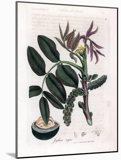 Botanical Board: Leaves, Plants and Walnut Fruit Leaves, Yellow Flower and Nut of the Common Walnut-James Sowerby-Mounted Giclee Print
