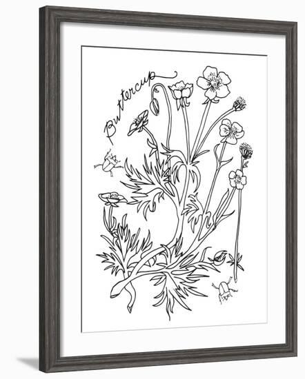 Botanical Buttercup BW for Coloring-Cyndi Lou-Framed Giclee Print