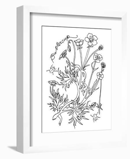 Botanical Buttercup BW for Coloring-Cyndi Lou-Framed Giclee Print