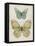 Botanical Butterflies II-Carol Robinson-Framed Stretched Canvas