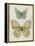 Botanical Butterflies II-Carol Robinson-Framed Stretched Canvas