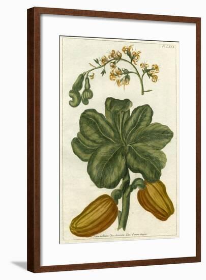 Botanical by Buchoz III-null-Framed Art Print