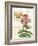 Botanical Collage I-Paul Brent-Framed Art Print