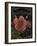 Botanical Collection III-Abby White-Framed Art Print