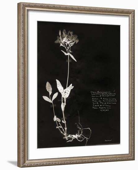 Botanical Collector II-Chris Dunker-Framed Giclee Print