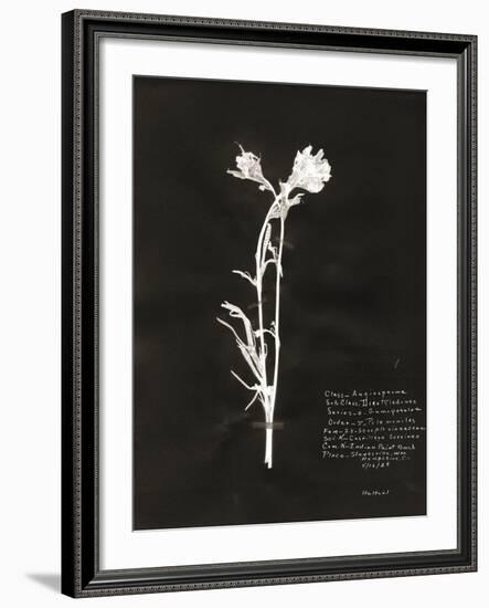 Botanical Collector IV-Chris Dunker-Framed Giclee Print