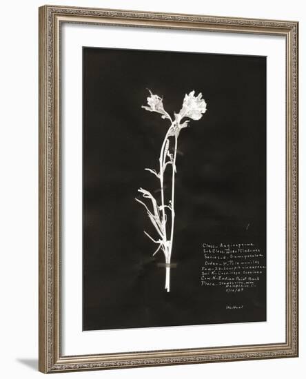 Botanical Collector IV-Chris Dunker-Framed Giclee Print