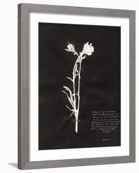 Botanical Collector IV-Chris Dunker-Framed Giclee Print