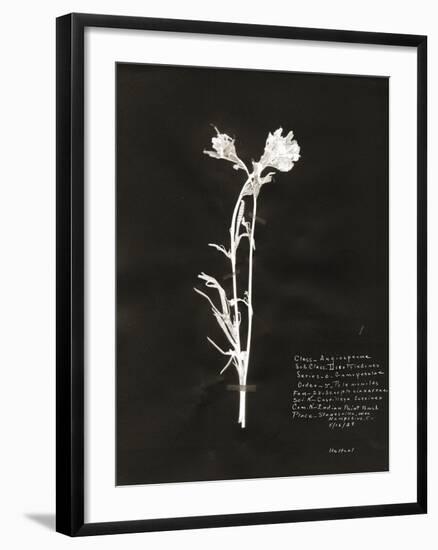 Botanical Collector IV-Chris Dunker-Framed Giclee Print