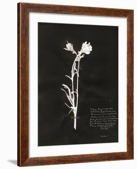 Botanical Collector IV-Chris Dunker-Framed Giclee Print