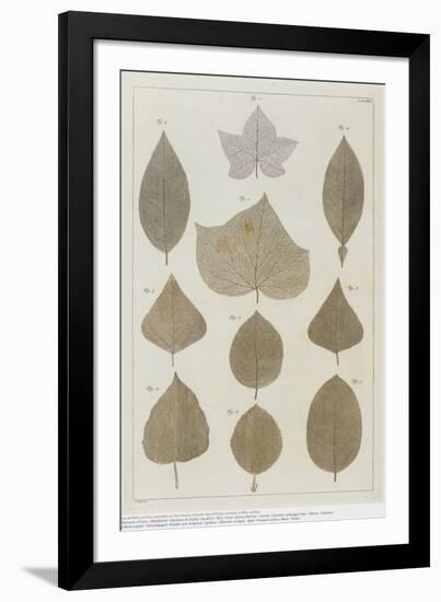 Botanical Deciduous Leaves I-Pieter Tanje-Framed Giclee Print