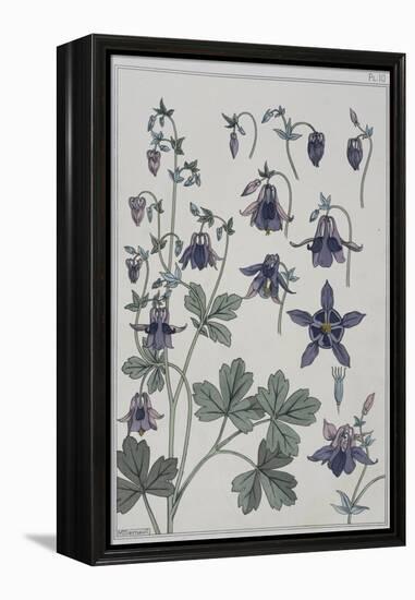 Botanical Diagram of Columbine-Eugene Grasset-Framed Premier Image Canvas