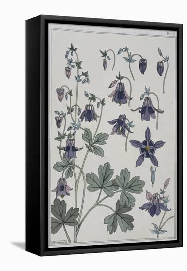 Botanical Diagram of Columbine-Eugene Grasset-Framed Premier Image Canvas