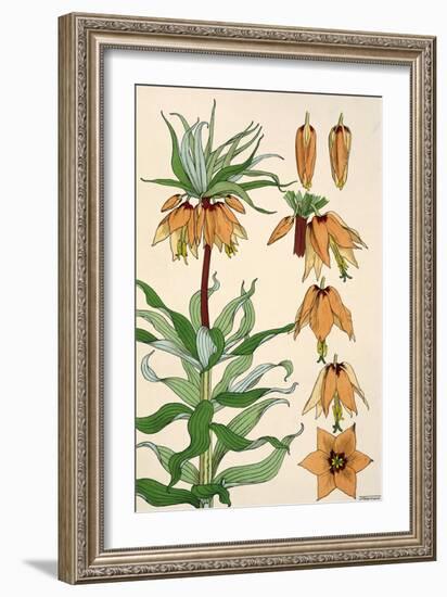 Botanical Diagram of Crown Imperial-Eugene Grasset-Framed Giclee Print