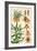 Botanical Diagram of Crown Imperial-Eugene Grasset-Framed Giclee Print