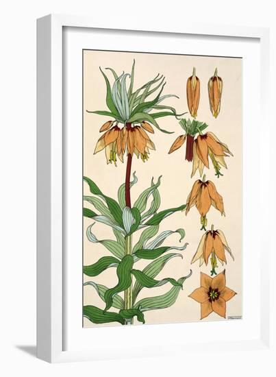 Botanical Diagram of Crown Imperial-Eugene Grasset-Framed Giclee Print