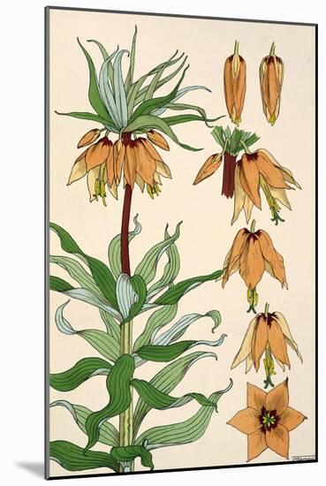 Botanical Diagram of Crown Imperial-Eugene Grasset-Mounted Giclee Print