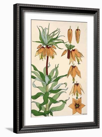 Botanical Diagram of Crown Imperial-Eugene Grasset-Framed Giclee Print