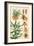 Botanical Diagram of Crown Imperial-Eugene Grasset-Framed Giclee Print