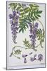 Botanical Diagram of Glycine-Eugene Grasset-Mounted Giclee Print