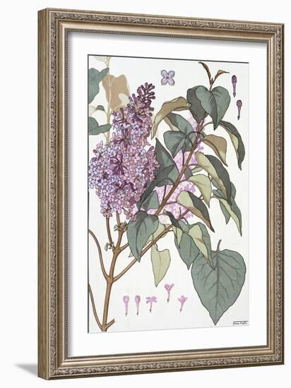 Botanical Diagram of Glycine-Eugene Grasset-Framed Giclee Print