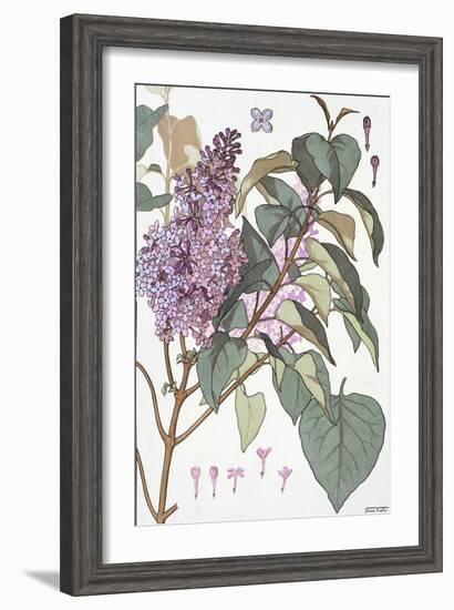 Botanical Diagram of Glycine-Eugene Grasset-Framed Giclee Print