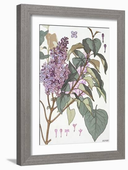 Botanical Diagram of Glycine-Eugene Grasset-Framed Giclee Print