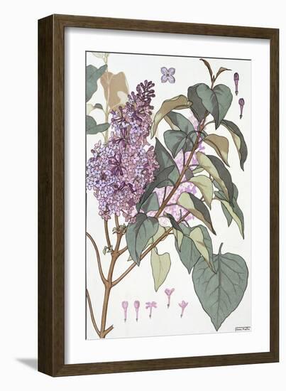 Botanical Diagram of Glycine-Eugene Grasset-Framed Giclee Print