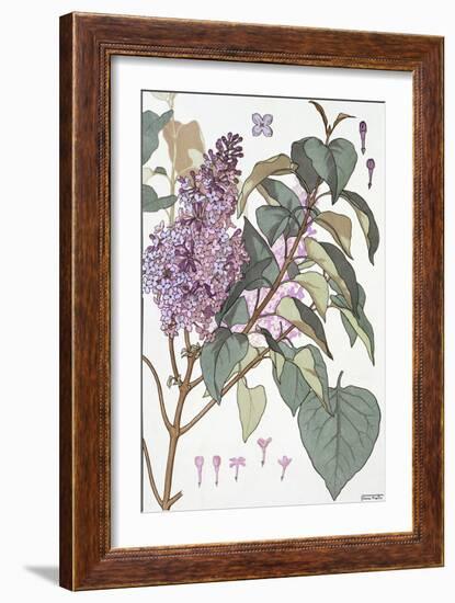 Botanical Diagram of Glycine-Eugene Grasset-Framed Giclee Print