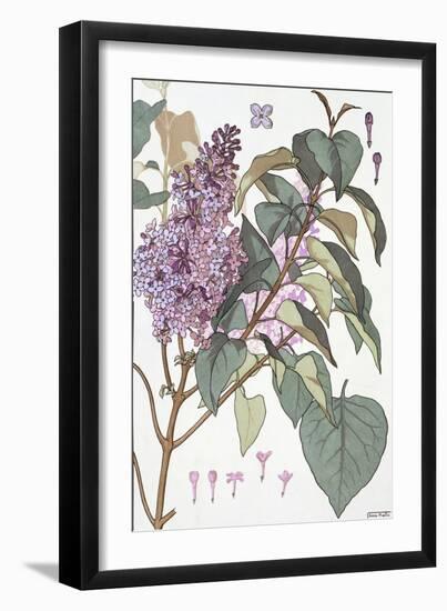 Botanical Diagram of Glycine-Eugene Grasset-Framed Giclee Print