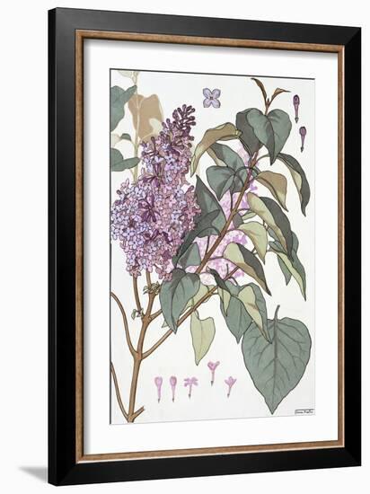 Botanical Diagram of Glycine-Eugene Grasset-Framed Giclee Print